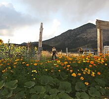 Victory Garden by Roz Fayette