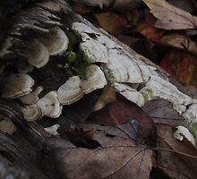 Life After Death by RVogler