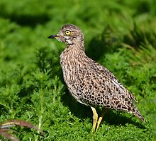 Spotted Thick-knee (Gewone Dikkop) by DeoVolente (Dewahl Visser)