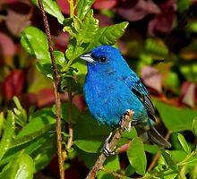 Indigo Bunting by John Absher