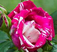 Delbard Henri Matisse rose in bloom ... by mightymite