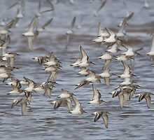 Dunlin by Neil Bygrave (NATURELENS)