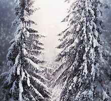 Winter Light by Svetlana Sewell