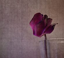 désolé by lucyliu