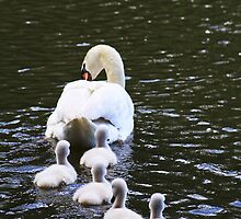 Following the Leader by Alyce Taylor