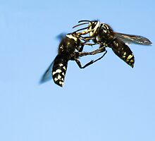 Bald - Face Hornet Fight by Chuck Gardner