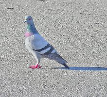 She was the prettiest pigeon, which is why she spent alot of time alone, shunned by the other females in the flock because of her poise, beauty, and colorful plumage. by Scott Mitchell