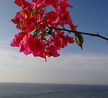 Blue ocean and red flower - Oceano azul y flor roja by Bernhard Matejka