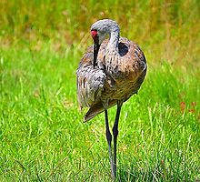 Sandhill Crane by joevoz
