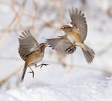 "Cat Fight" or "Battle of Angels" by Alinka