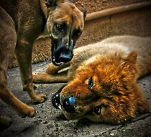 What was that ? by David Preston