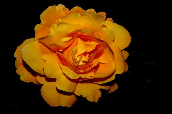 Royal Gold Rose