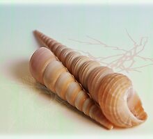 SnailHouses by RosiLorz