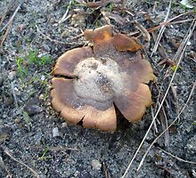 Earth Star Mushroom - Geastrum? by MotherNature