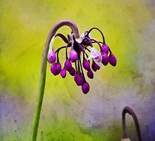 Pink Onion Nod by Helen K. Passey