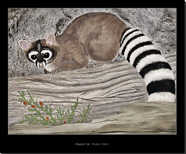 ringtail redbubble cat