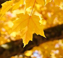 Yellow Autumn Leaf art prints Fall Leaves by BasleeArtPrints