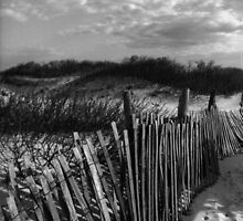 Dune Fence at Sandy Hook by Debra Fedchin