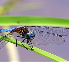 Balancing Act by Grinch/R. Pross