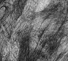 Familiar 30 (close up). by - nawroski -