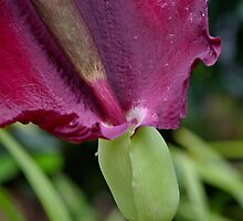 Dragon Lily Detail by Carole-Anne