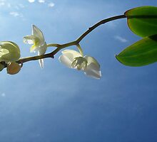 Haiku by Nella Khanis