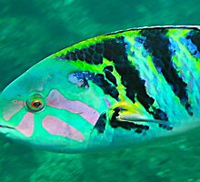 rainbow fish extreme by Michael Brewer