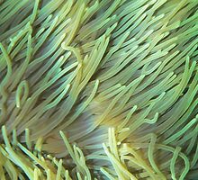 luminescent anemones by Michael Brewer