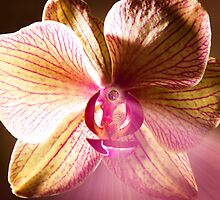 Glowing Orchid of Light by JonnisArt