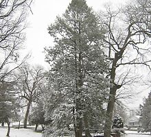 Feb. 19 2012 Snowstorm 20 by dge357