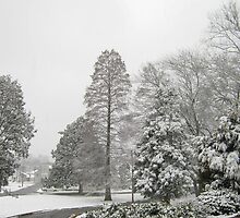 Feb. 19 2012 Snowstorm 26 by dge357