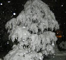Feb. 19 2012 Snowstorm 51 by dge357