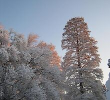 Feb. 19 2012 Snowstorm 98 by dge357