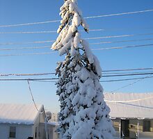 Feb. 19 2012 Snowstorm 109 by dge357
