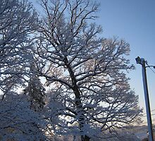 Feb. 19 2012 Snowstorm 122 by dge357