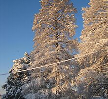 Feb. 19 2012 Snowstorm 141 by dge357