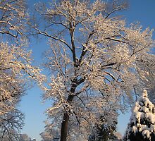 Feb. 19 2012 Snowstorm 143 by dge357