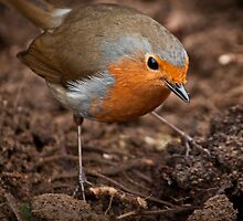 Robin Redbreast by Adam Barstow
