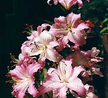 Tower of Lilies by Pat Yager