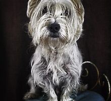 Who's the best dog in the world?! Rosco is! by Tam Locke