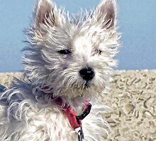 Very Young Archie by lynn carter