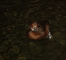 One Duck by Ginger Barritt