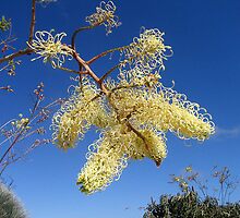 grevillea smelly socks by Antonia Valentine