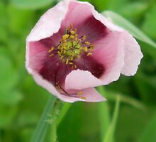 Cruciform Pattern to Center of Wild Opium Poppy! by Navigator
