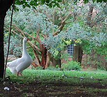 This my World, The Lone Goose 2009 by ArleneMartine