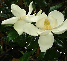 Magnolia blossom 2 by dge357