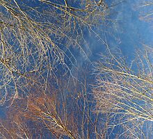 Looking Up... by LindaR