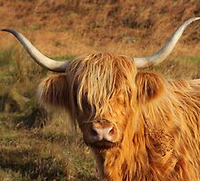 Harry Coo by naturalnomad