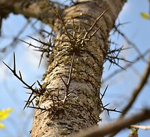 Dangerous Honey Locust Tree by Sean Paulson
