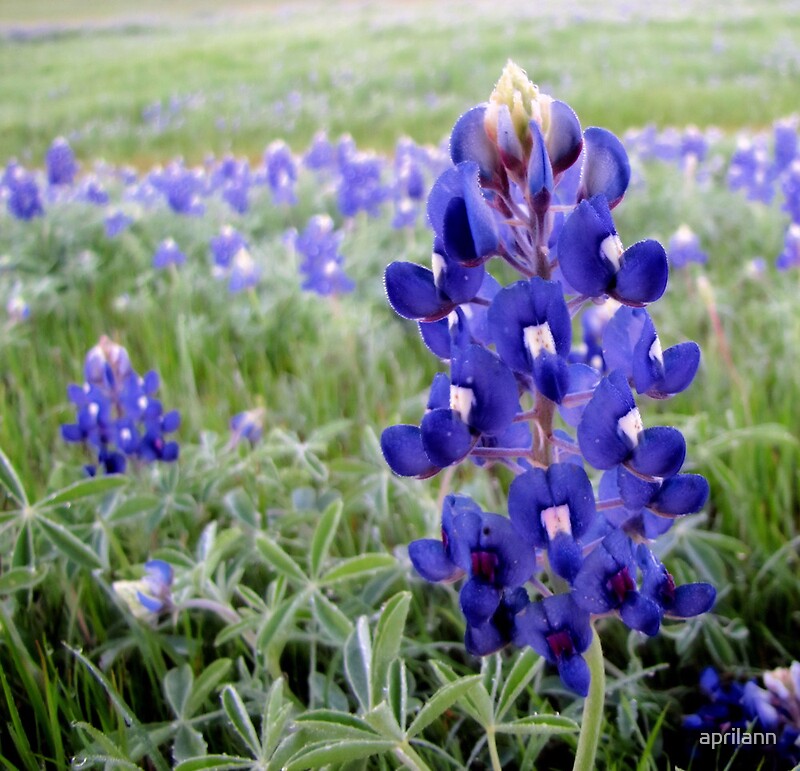 bluebonnets-texas-state-flower-by-aprilann-redbubble